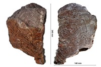 Stromatolithes