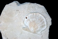 Pecten (Neithea) deshayana