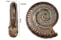 Dactyloteutis irregularis