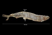 Polypterus